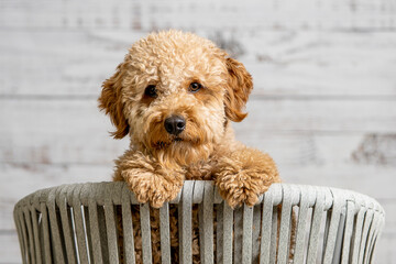 Goldendoodle
